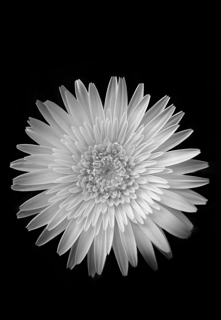 Gerbera Daisy flower