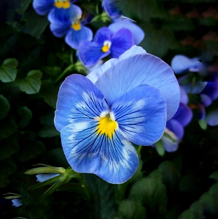 pansy