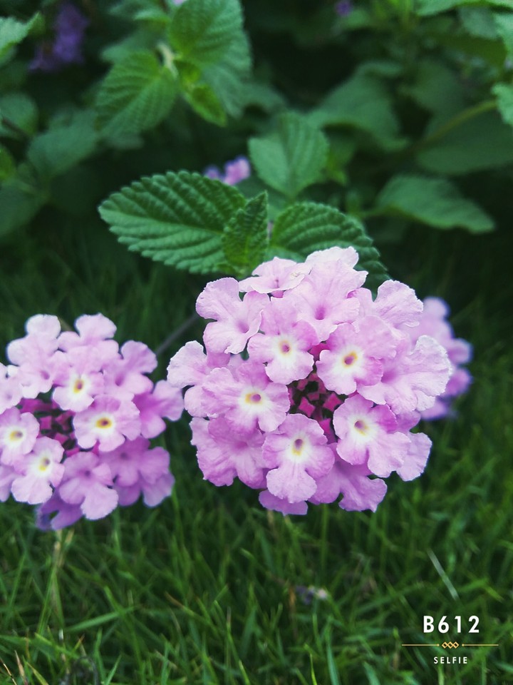pic from my phone of  some kind of flower