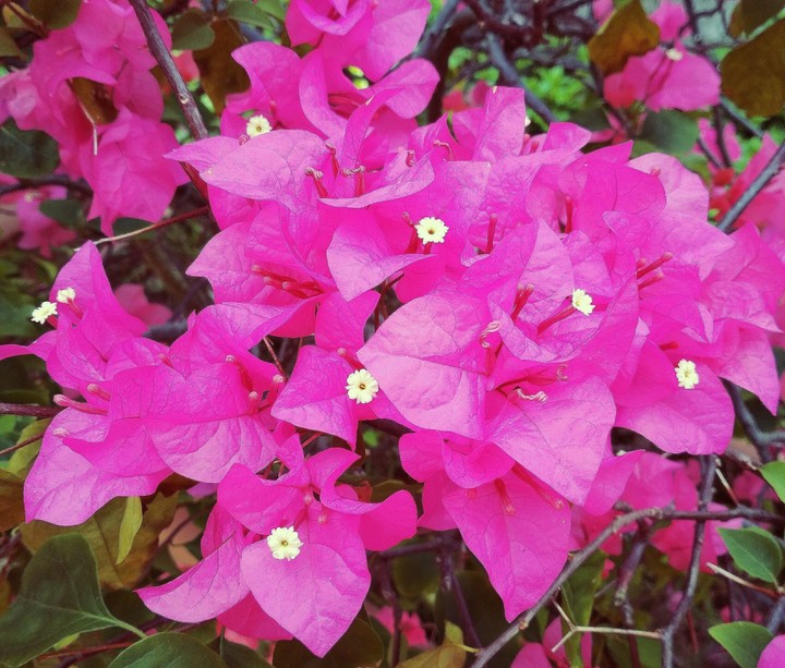 Bougainvillea