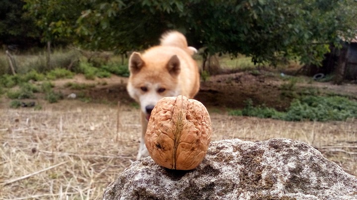 My dog and walnut.