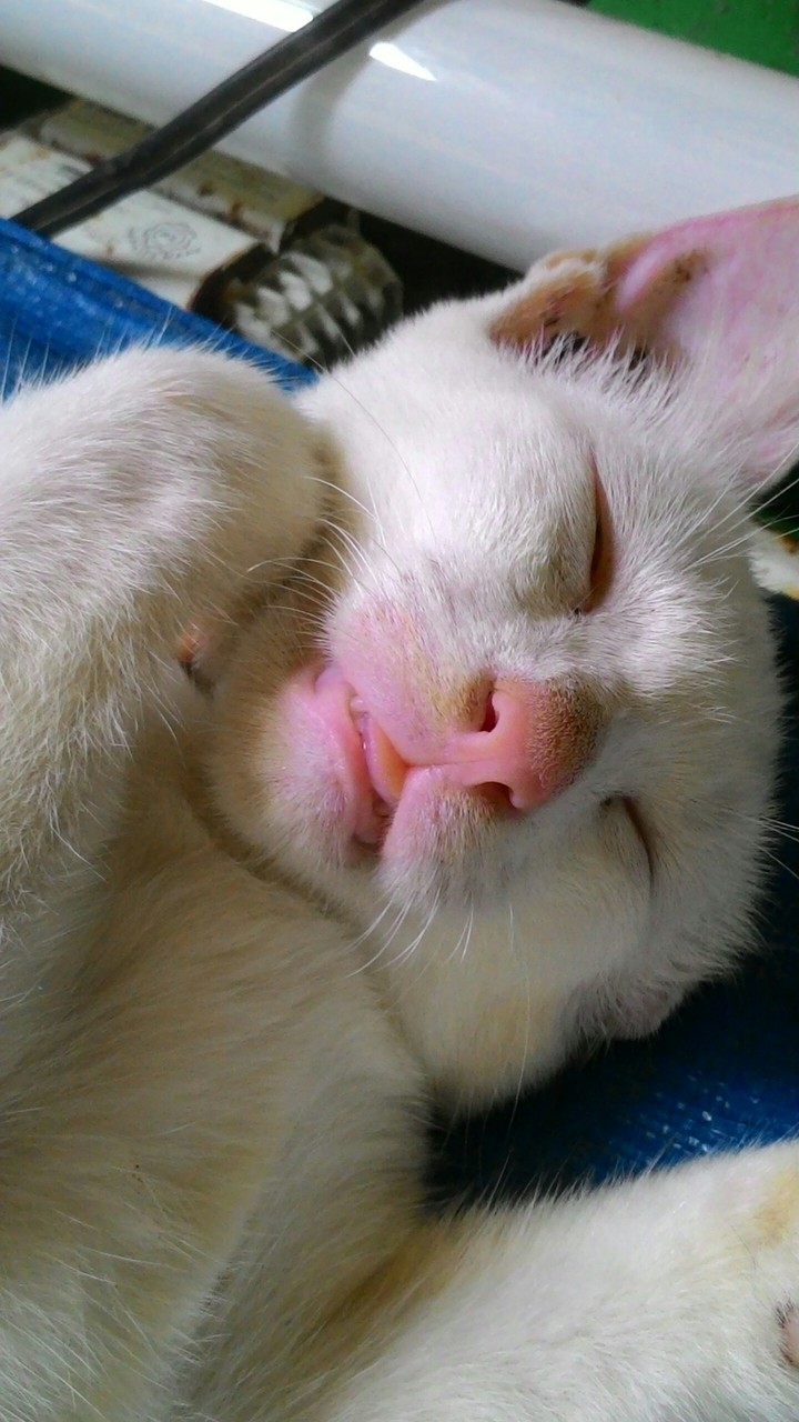 kuting kuting