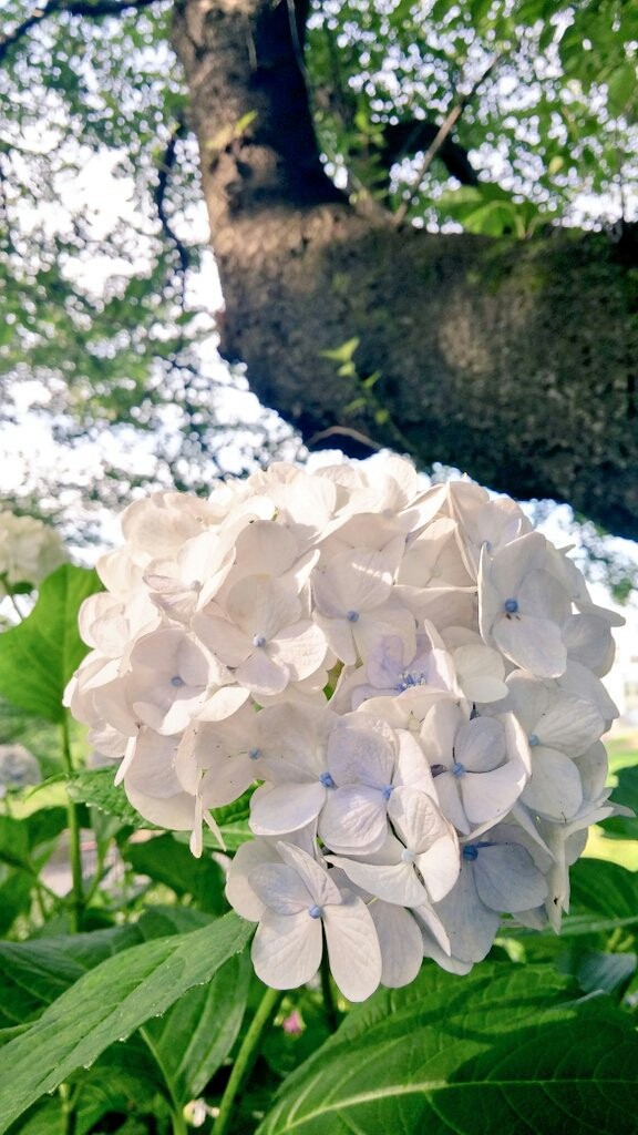 一輪の紫陽花