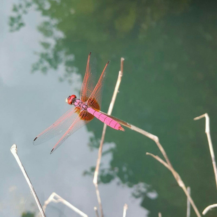 Near a pond