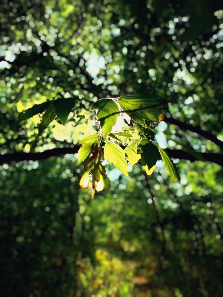 Maple tree