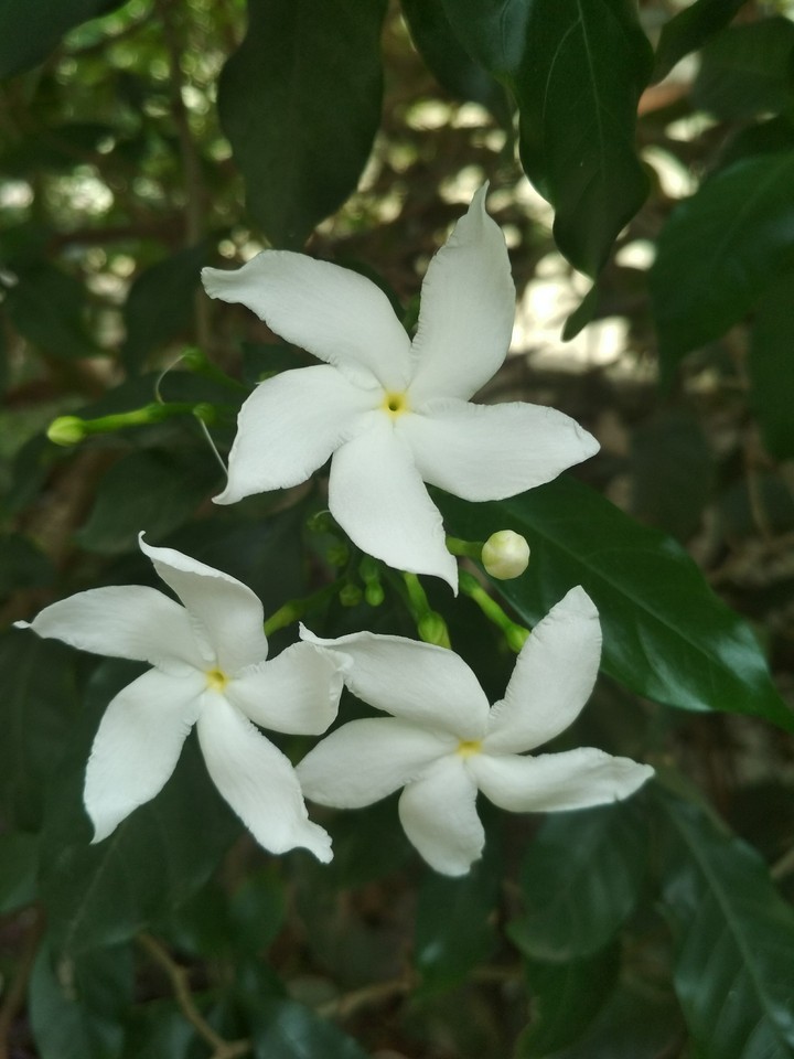 White flowers