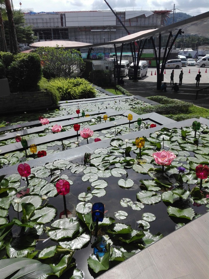 Water Lily