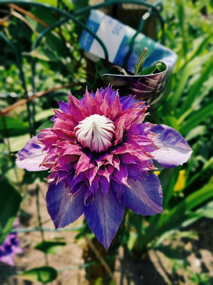 Purple Flower