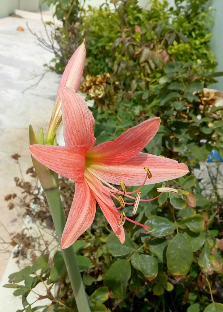 flower