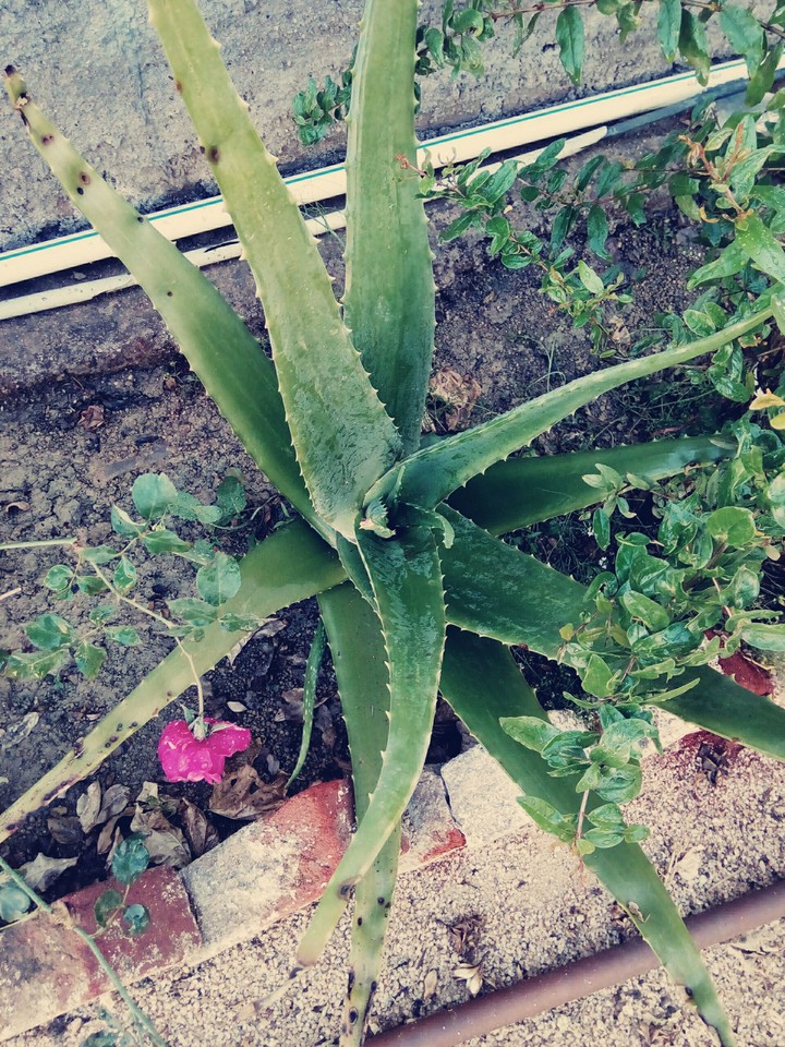 fresh aloevera