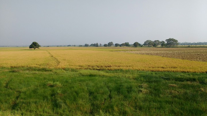 paddy fields