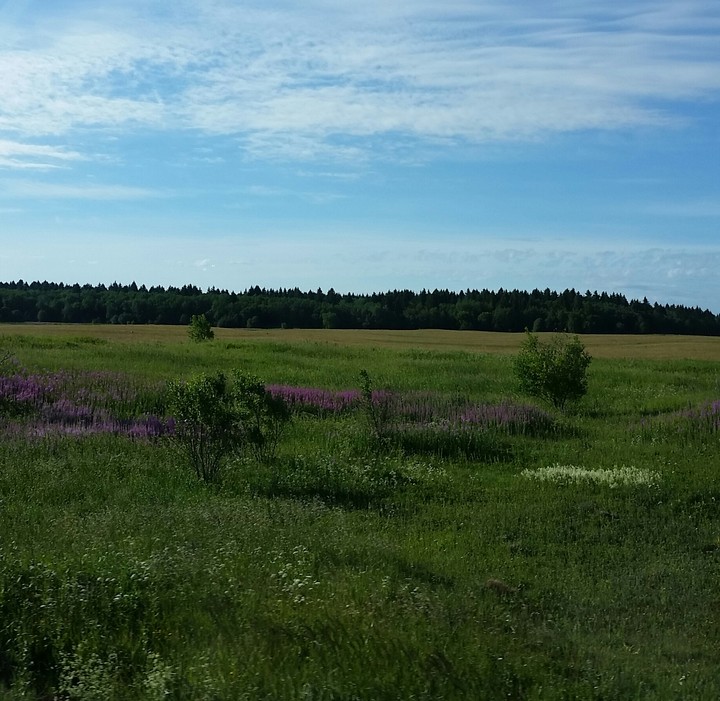 Поле