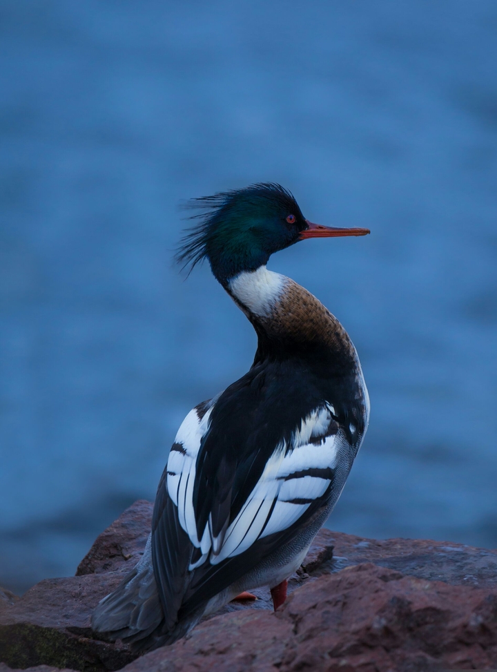 Red Breasted Merganser