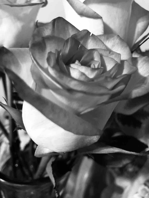 Gray Rose