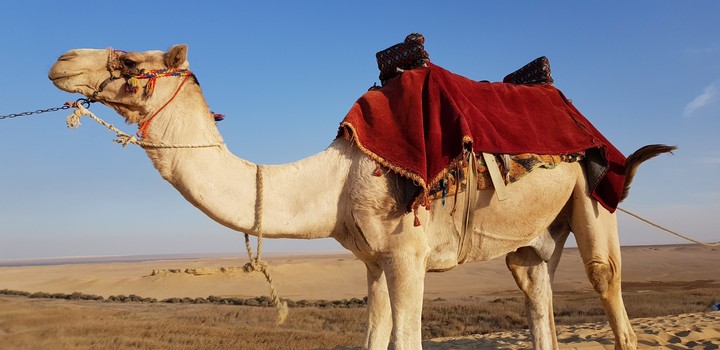 Ship of the desert