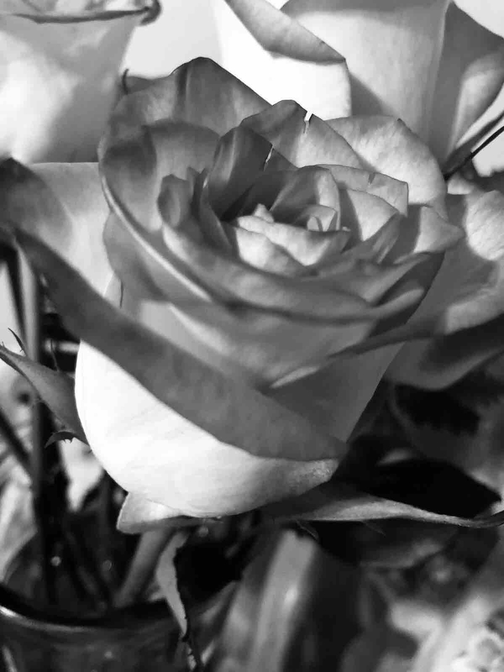 Gray  Rose