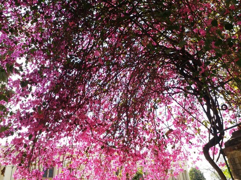 Springtimebloom