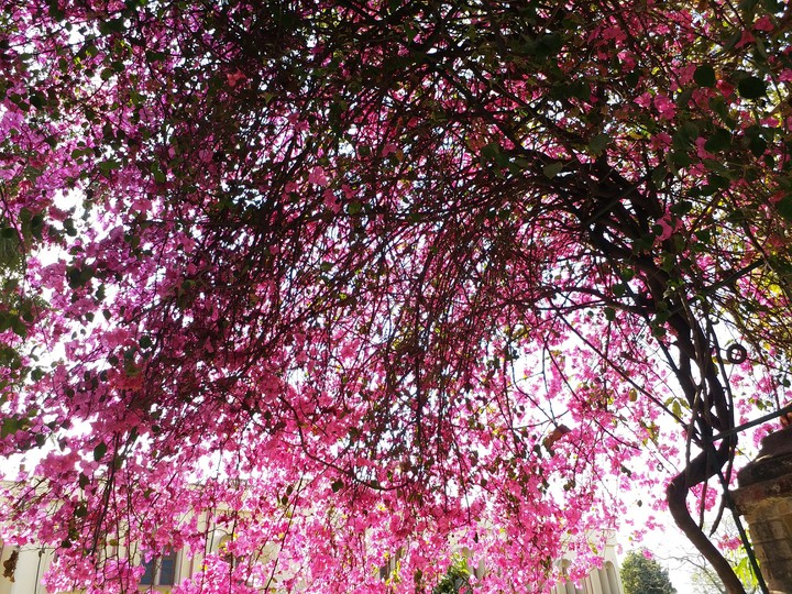 Springtimebloom