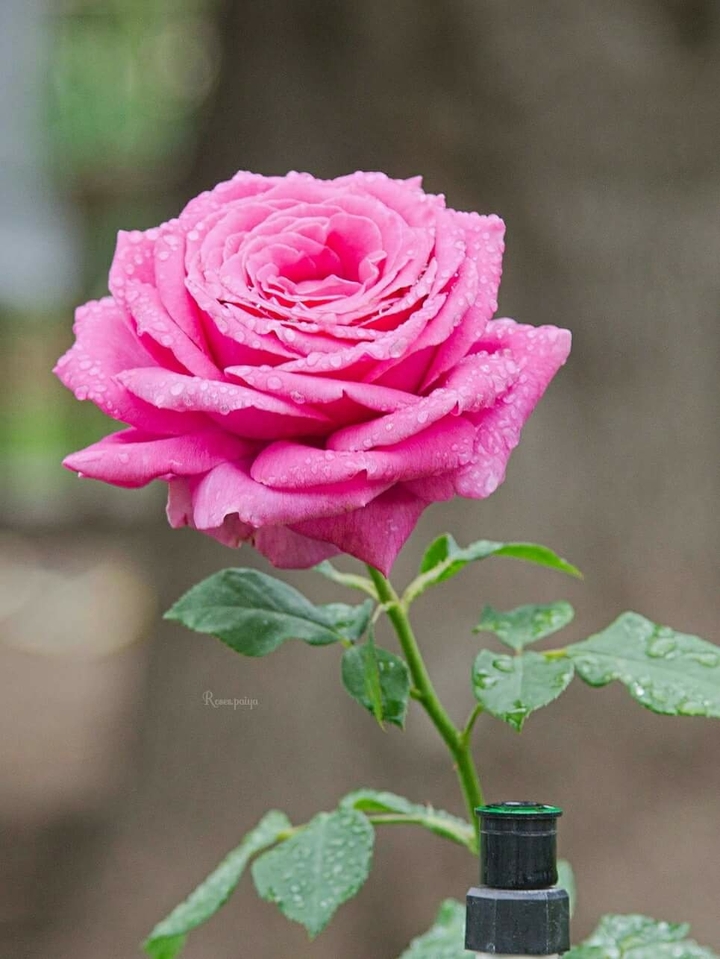 good morning