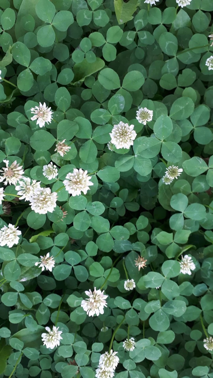 clover