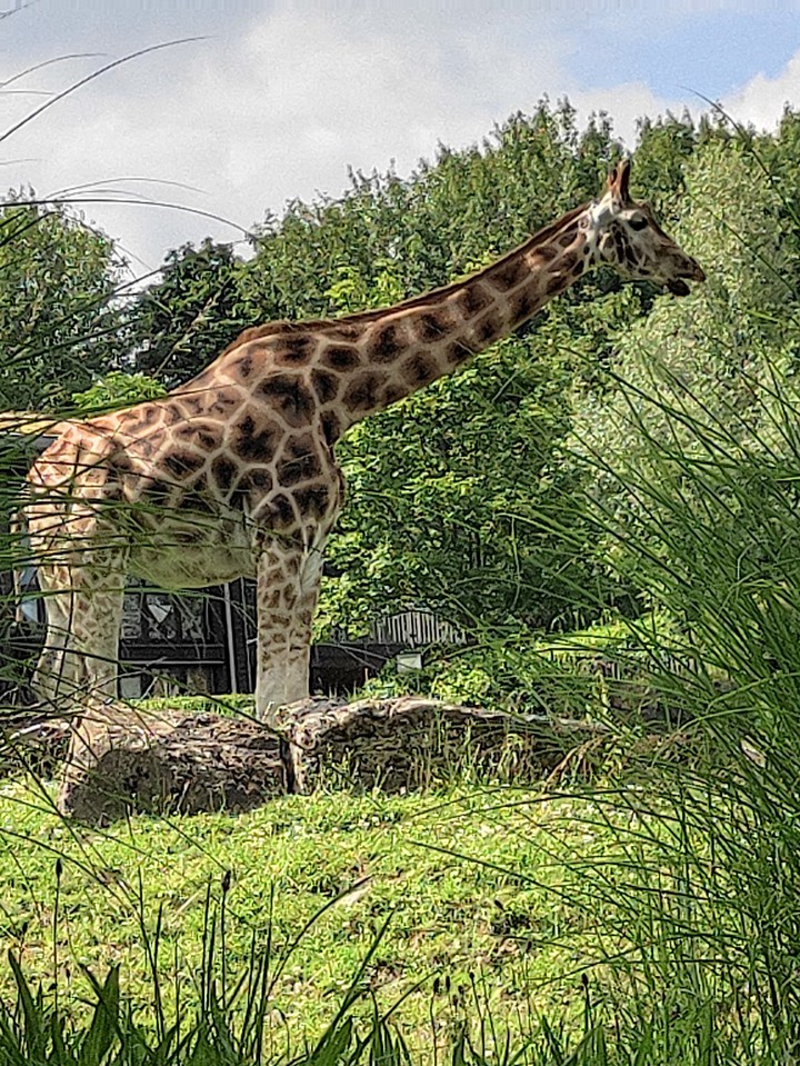 Giraffe