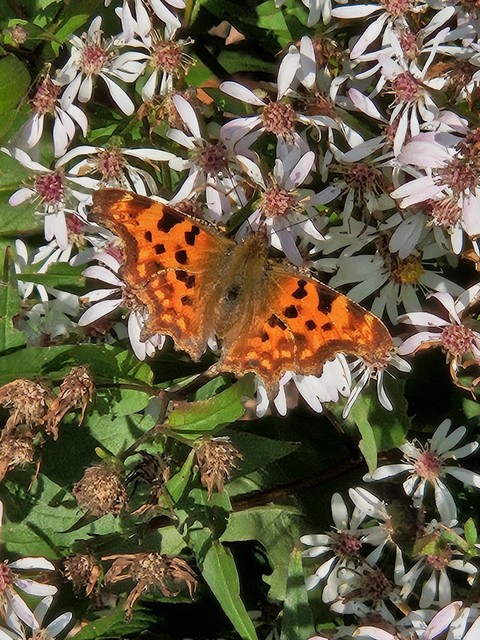 шпалери polygonia, plant