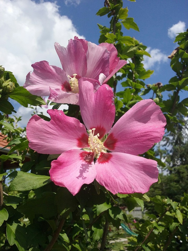 flower