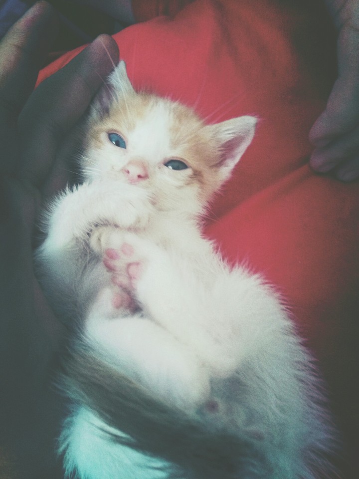 My Little Persi.