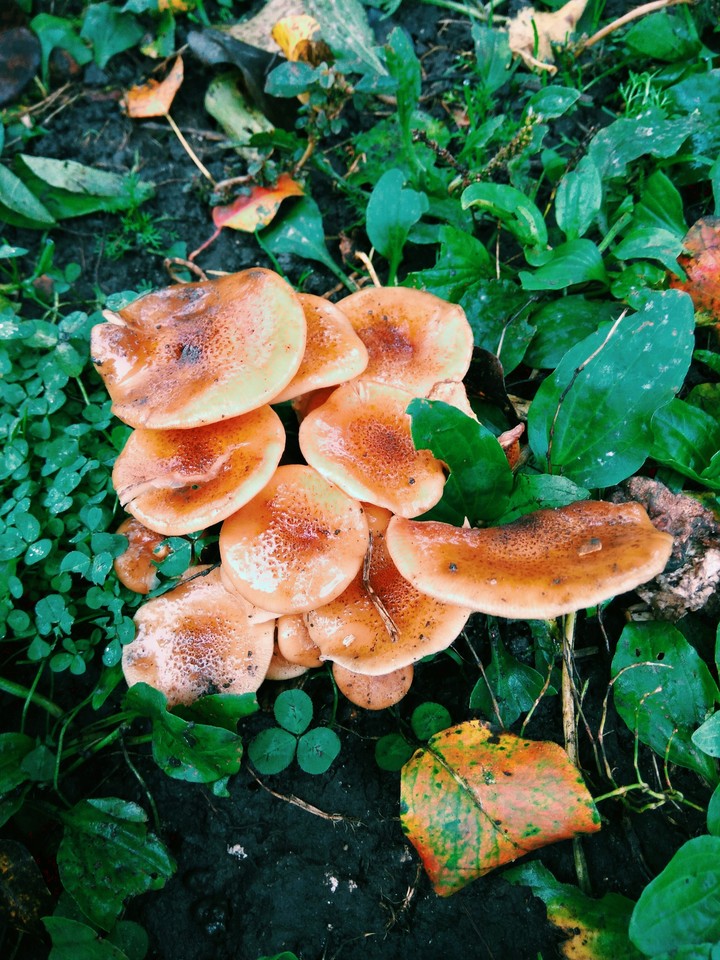 autumn