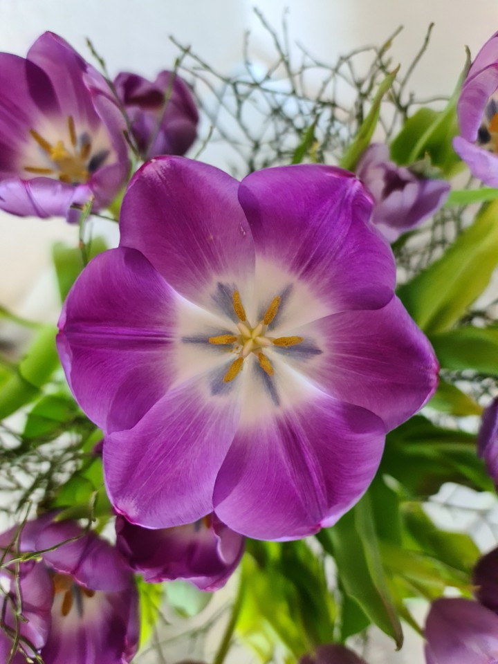 Tulip