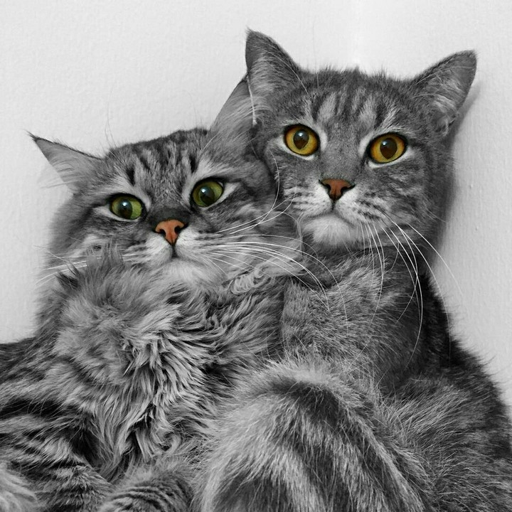 котики
