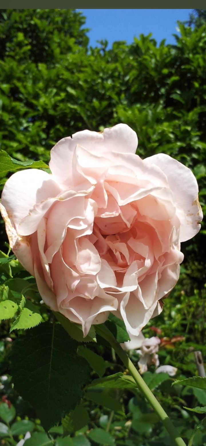 Blume