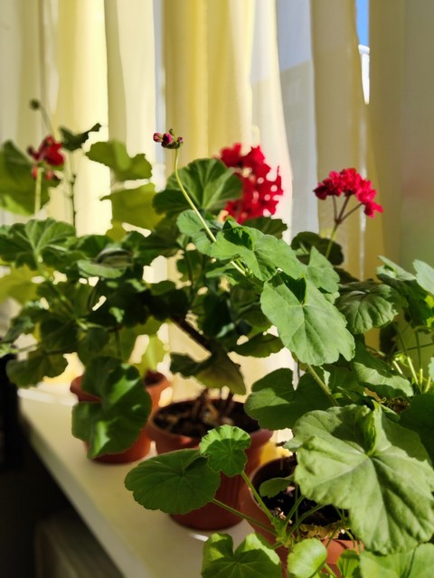sfondi red, begoniaceae