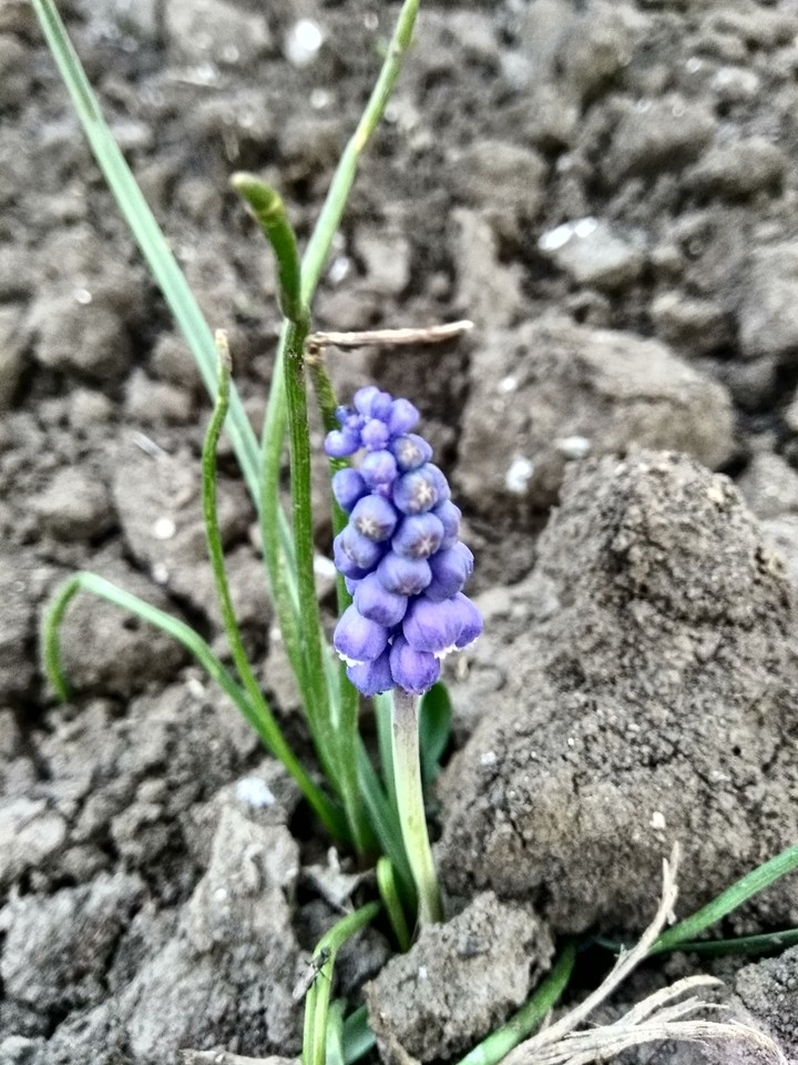 Синева