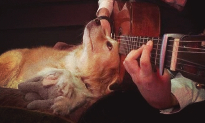 guitar