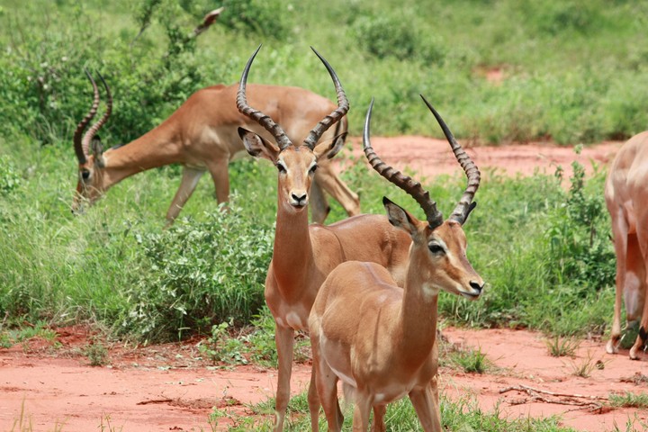 kenya