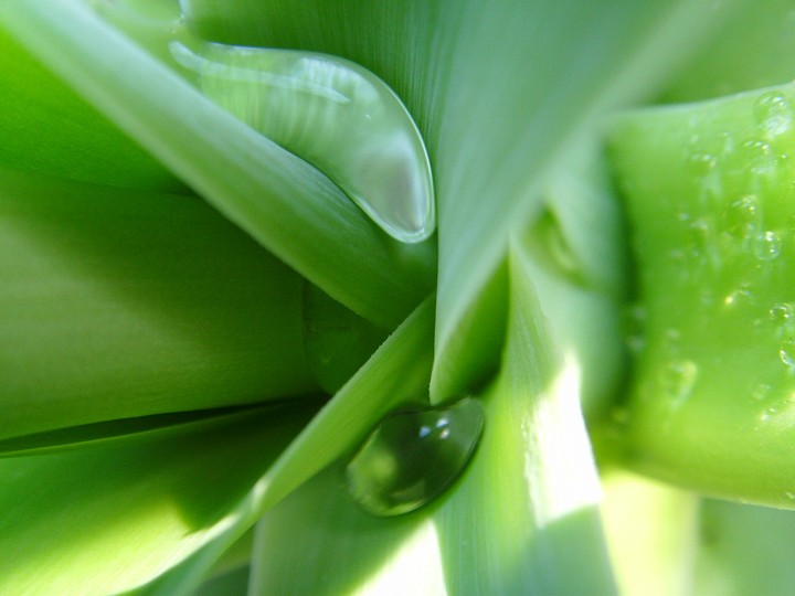 Water in the flower