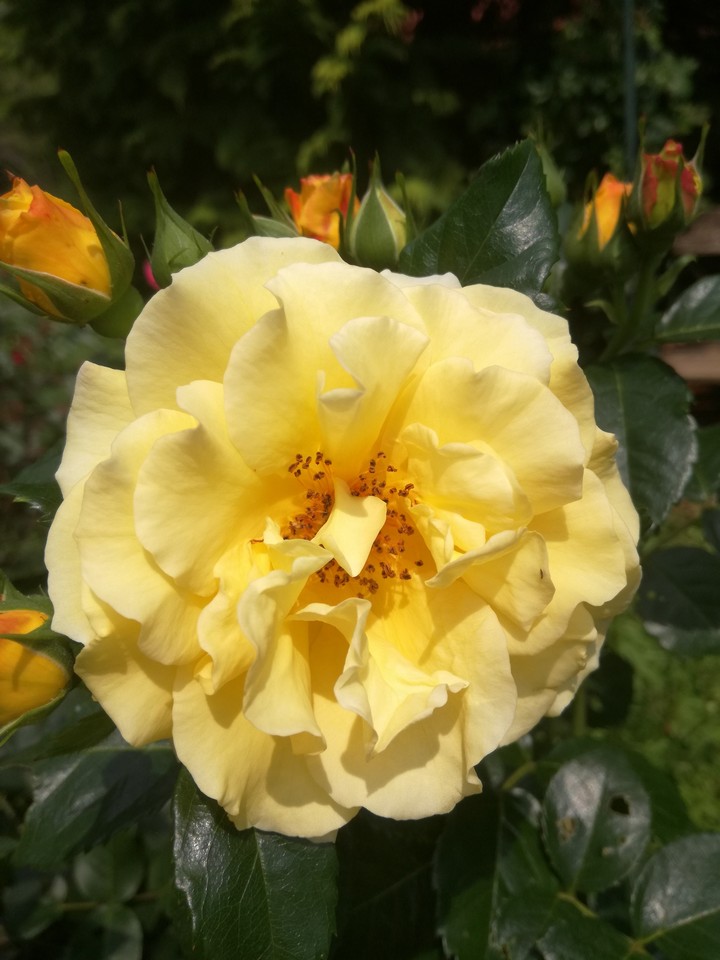 Gelbe Rose