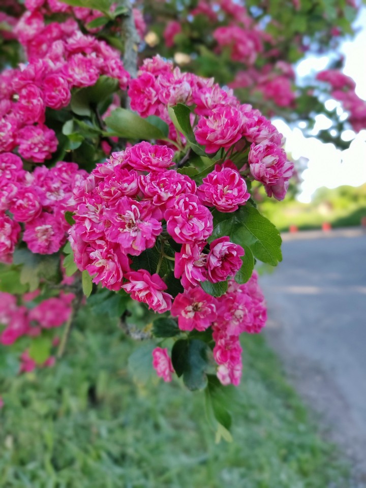 Summer Blooms
