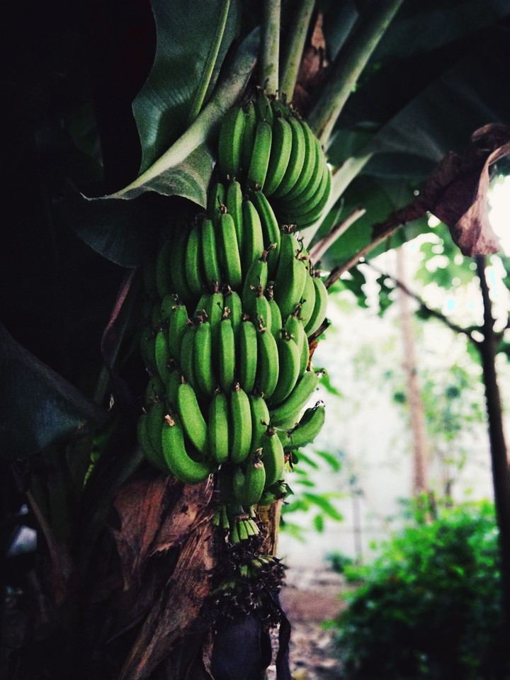 Banana Tree