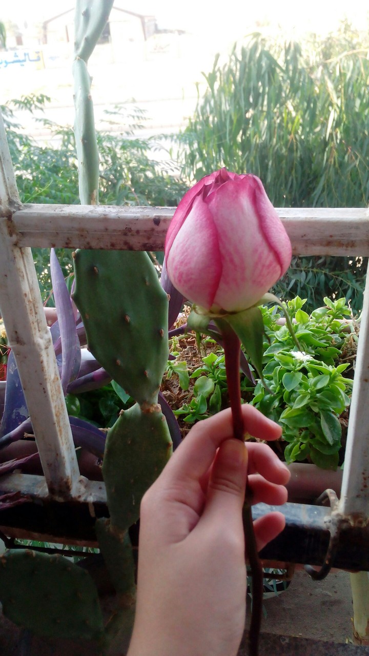flower