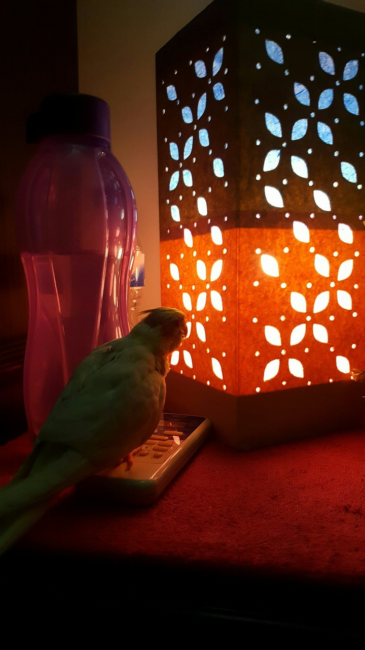 cockatile ❤