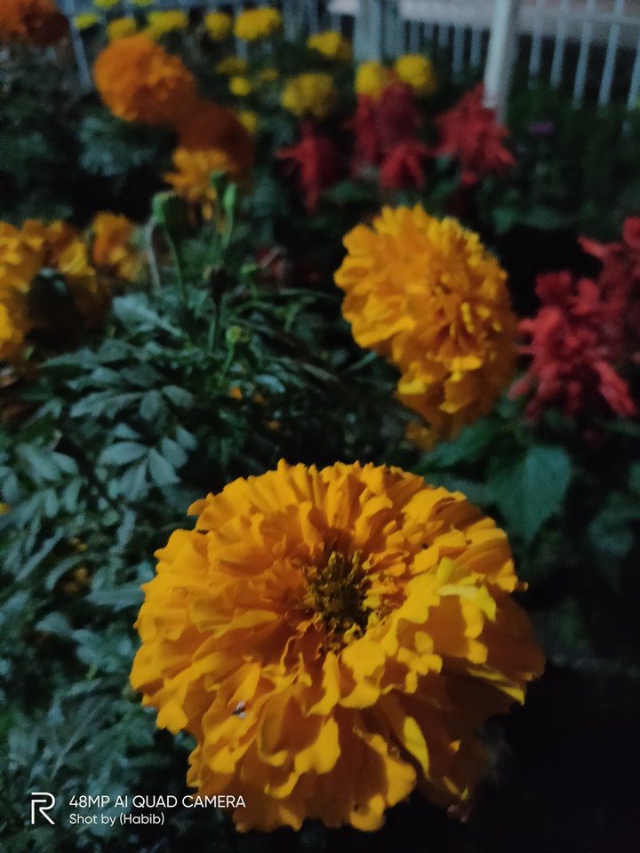 Flowers