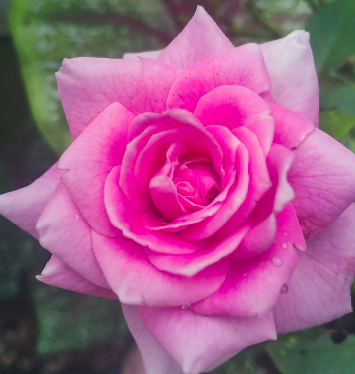 My pink.?