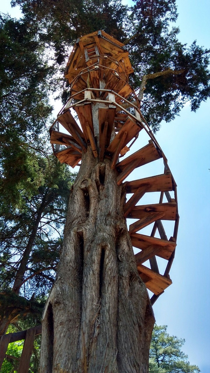 The tree house