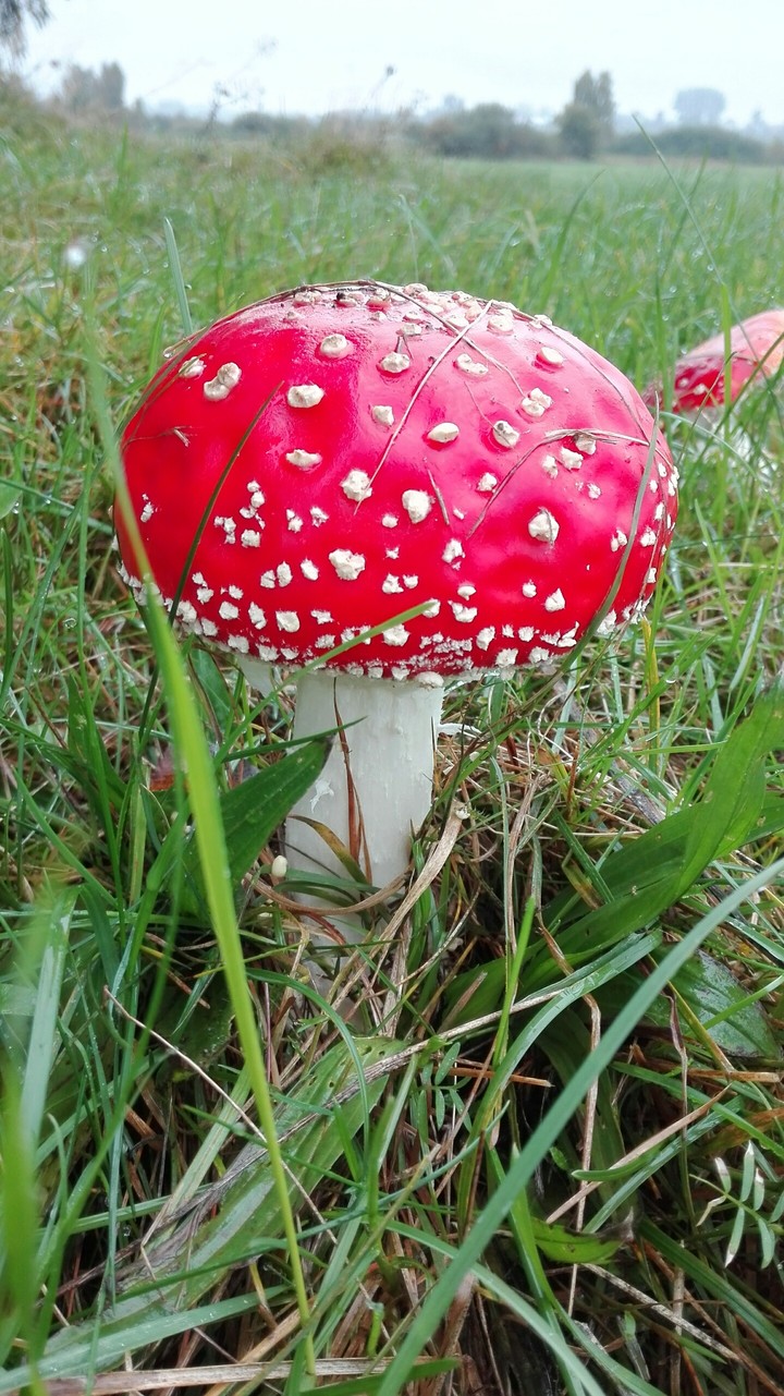Toadstood