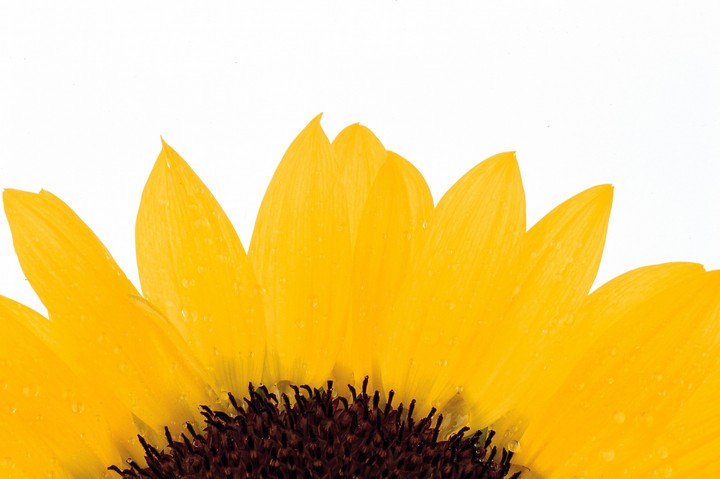 Beautiful Flowers