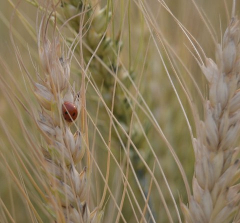 agriculture, Close-up वॉलपेपर