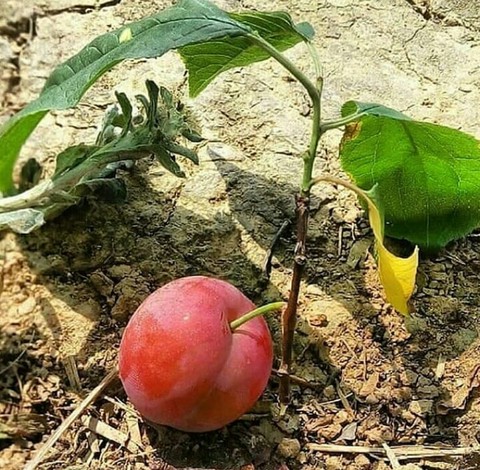 soil, 水果桌布