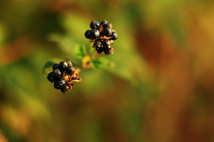 blooming buds